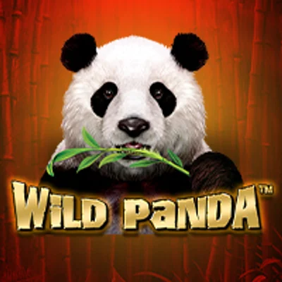 Wild Panda